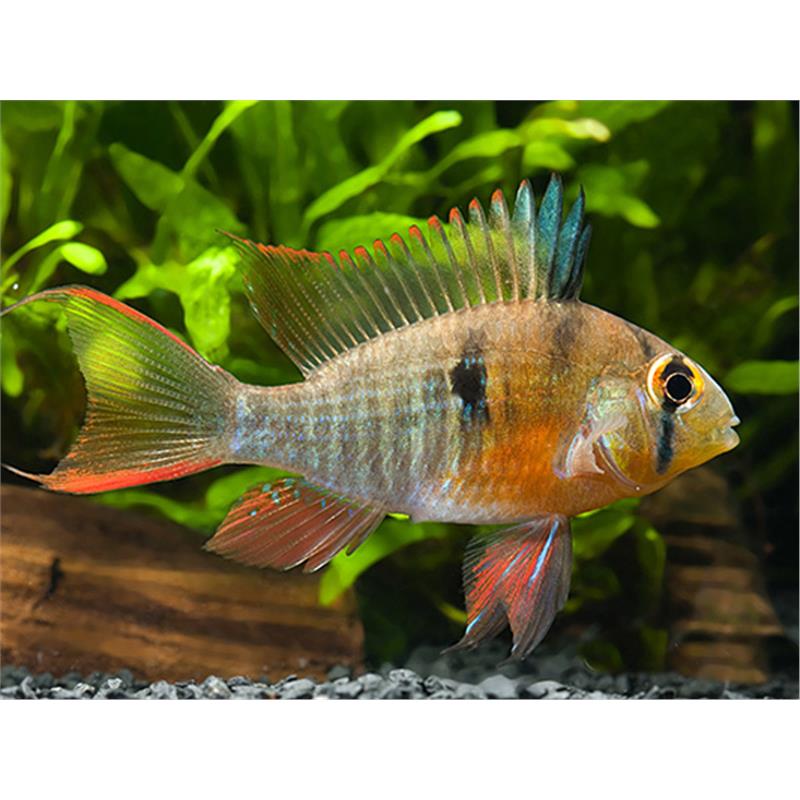 Papiliochromis ramirezi asia - imagine 5